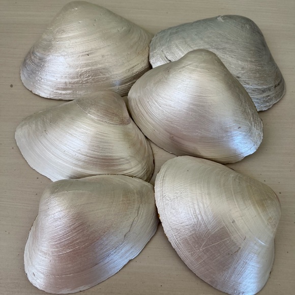 🌻6-Pearl painted and gold embossed shells with pearl - Picture 7 of 16